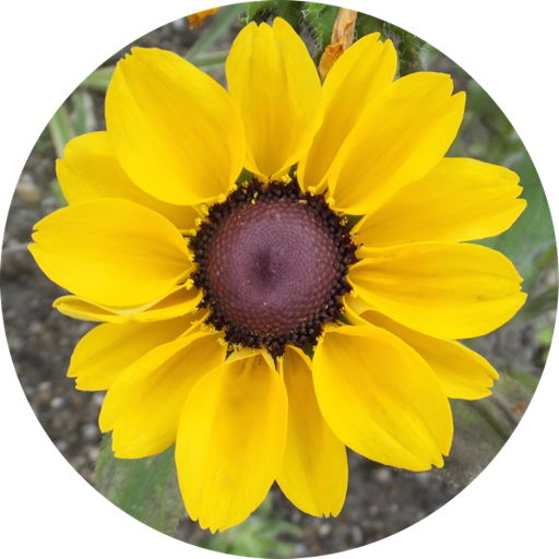 MesaExif for Mac(图像元数据处理工具) v2.4.22激活版